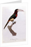 Azara Aracari by Jacques Barraband
