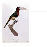 Azara Aracari by Jacques Barraband