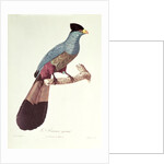 Great Touraco by Jacques Barraband