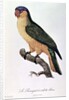 Blue-Capped Parrot by Jacques Barraband by Jacques Barraband