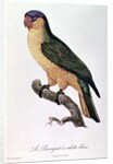 Blue-Capped Parrot by Jacques Barraband by Jacques Barraband