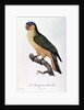Blue-Capped Parrot by Jacques Barraband by Jacques Barraband