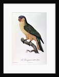 Blue-Capped Parrot by Jacques Barraband by Jacques Barraband