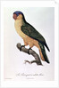 Blue-Capped Parrot by Jacques Barraband by Jacques Barraband