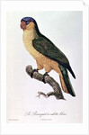 Blue-Capped Parrot by Jacques Barraband by Jacques Barraband