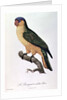 Blue-Capped Parrot by Jacques Barraband by Jacques Barraband