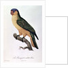 Blue-Capped Parrot by Jacques Barraband by Jacques Barraband
