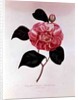 Camellia: Dorsetti Parthoniana by Anonymous