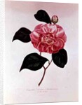 Camellia: Dorsetti Parthoniana by Anonymous