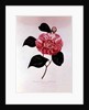Camellia: Dorsetti Parthoniana by Anonymous