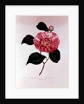Camellia: Dorsetti Parthoniana by Anonymous