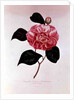 Camellia: Dorsetti Parthoniana by Anonymous