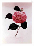 Camellia: Dorsetti Parthoniana by Anonymous