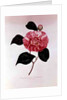 Camellia: Dorsetti Parthoniana by Anonymous
