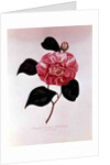 Camellia: Dorsetti Parthoniana by Anonymous