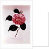 Camellia: Dorsetti Parthoniana by Anonymous