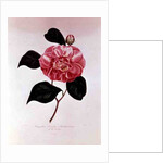 Camellia: Dorsetti Parthoniana by Anonymous