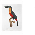 Giant Touraco by Jacques Barraband