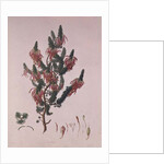 Heather, Erica sebana by Franz Andreas Bauer