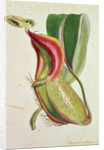 Pitcher plant: Nepenthes villosa, signed H.K by English School