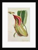 Pitcher plant: Nepenthes villosa, signed H.K by English School