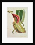 Pitcher plant: Nepenthes villosa, signed H.K by English School