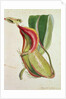 Pitcher plant: Nepenthes villosa, signed H.K by English School