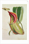 Pitcher plant: Nepenthes villosa, signed H.K by English School