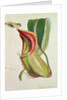 Pitcher plant: Nepenthes villosa, signed H.K by English School
