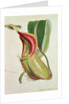 Pitcher plant: Nepenthes villosa, signed H.K by English School