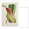 Pitcher plant: Nepenthes villosa, signed H.K by English School
