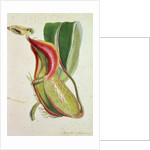 Pitcher plant: Nepenthes villosa, signed H.K by English School