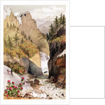 Rhododendrons: Blossom in the snow beds by Anonymous