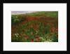 The Poppy Field, 1896 by Pal Szinyei Merse