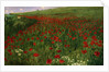 The Poppy Field, 1896 by Pal Szinyei Merse