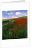 The Poppy Field by Pal Szinyei Merse