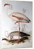 Flamingo by Edward Lear