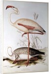 Flamingo by Edward Lear