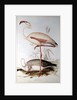 Flamingo by Edward Lear
