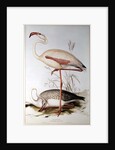 Flamingo by Edward Lear