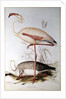Flamingo by Edward Lear
