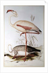 Flamingo by Edward Lear