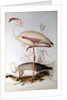 Flamingo by Edward Lear