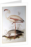 Flamingo by Edward Lear