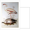 Flamingo by Edward Lear