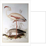 Flamingo by Edward Lear
