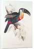 Sulphur and white breasted Toucan, 19th century by Edward Lear