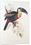 Sulphur and white breasted Toucan, 19th century by Edward Lear