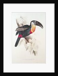 Sulphur and white breasted Toucan, 19th century by Edward Lear