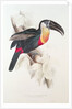 Sulphur and white breasted Toucan, 19th century by Edward Lear
